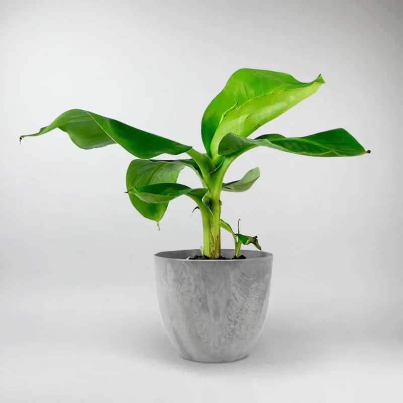 bloomboxclub137509