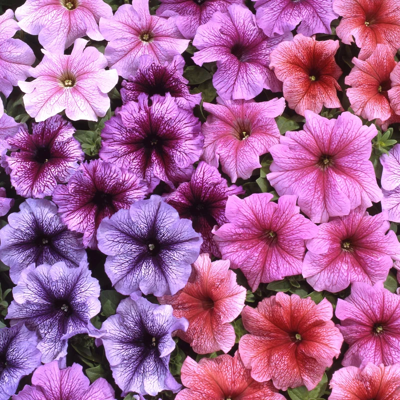 gardenersdream158984