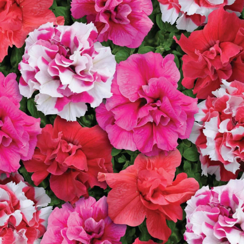 gardenersdream162372