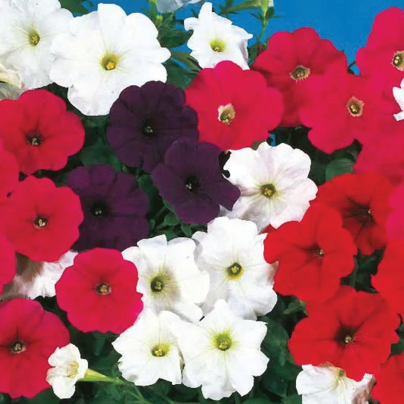 gardenersdream162373