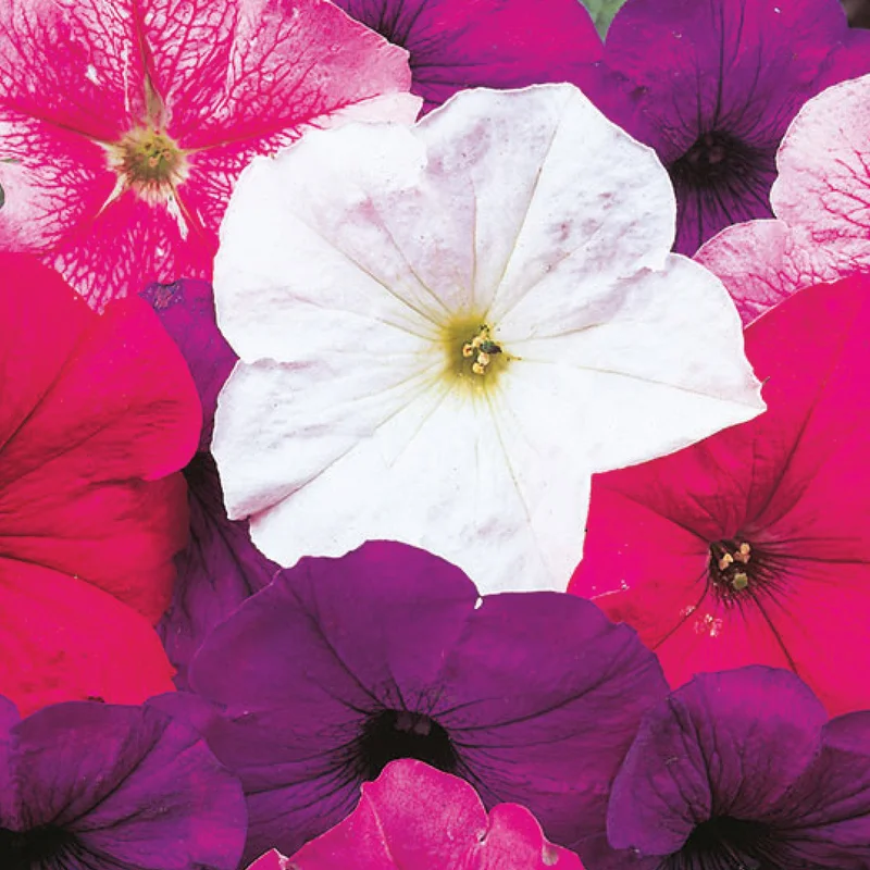 gardenersdream162376