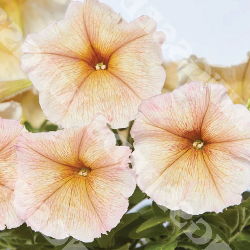 gardenersdream162377
