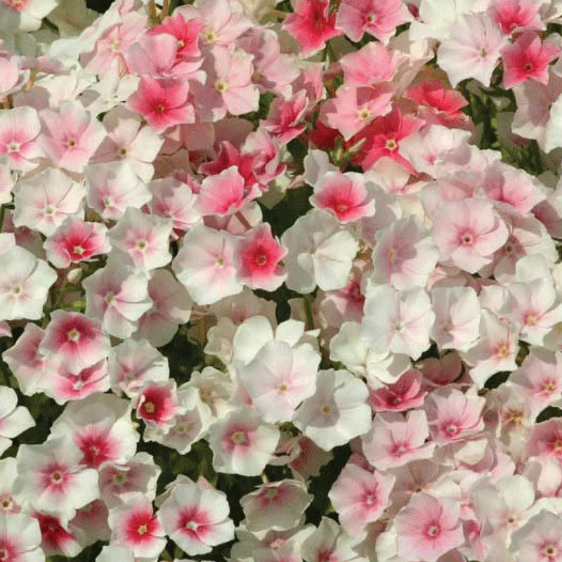 gardenersdream162378