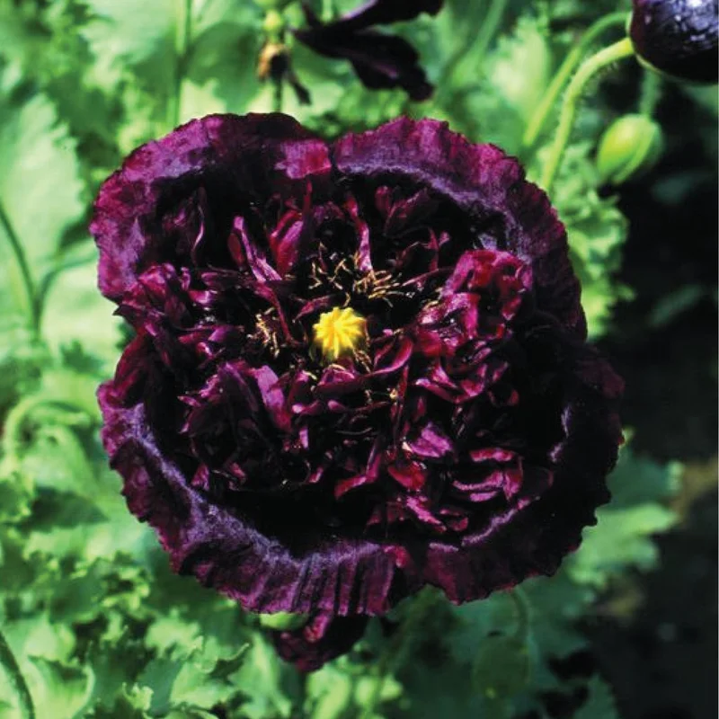 gardenersdream162380