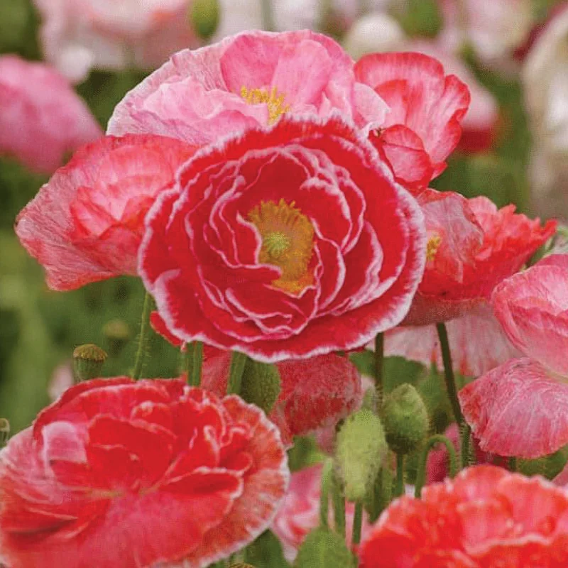 gardenersdream162382