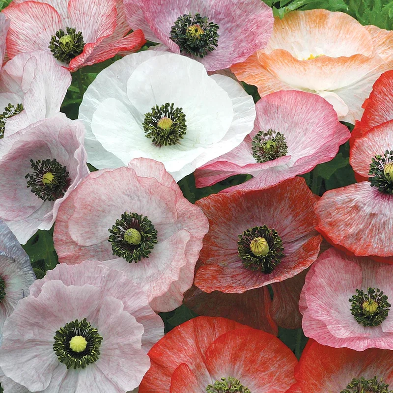 gardenersdream162384