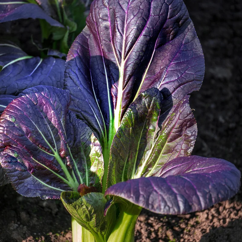 gardenersdream162434