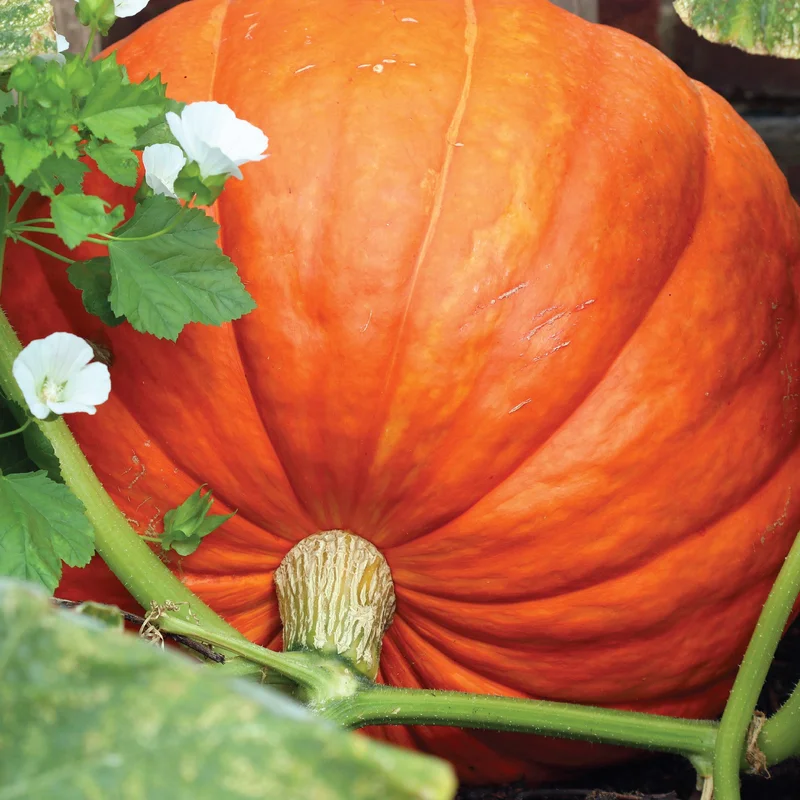 gardenersdream162436
