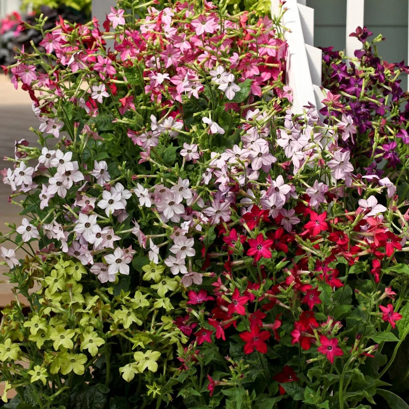 gardenersdream162560