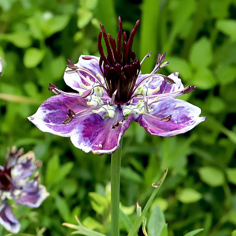 gardenersdream162562
