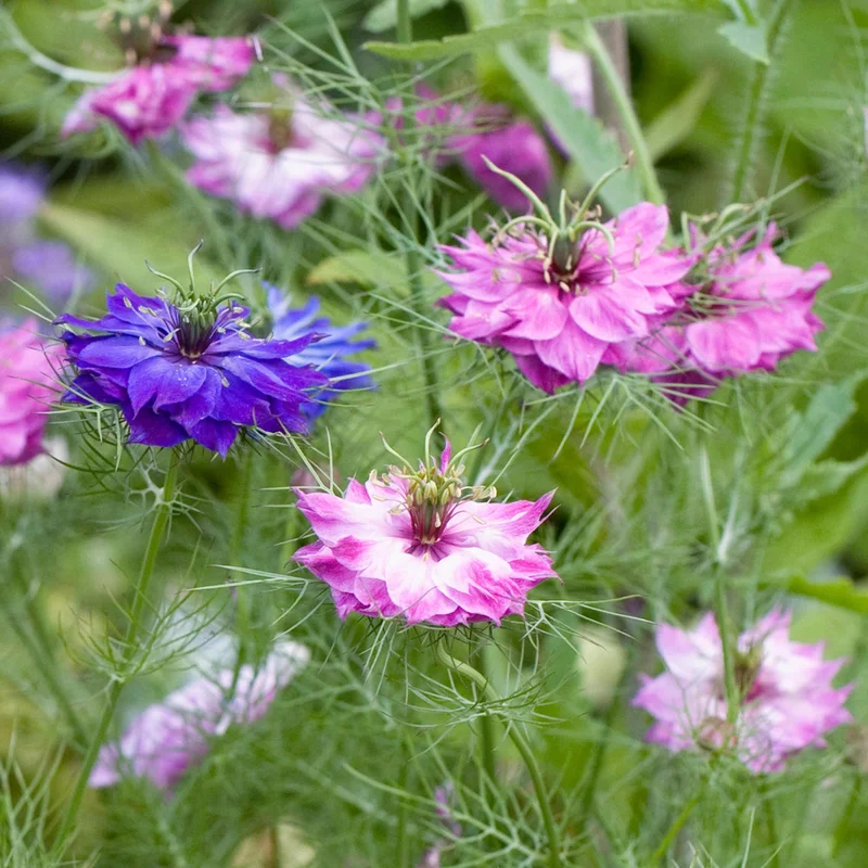 gardenersdream162563