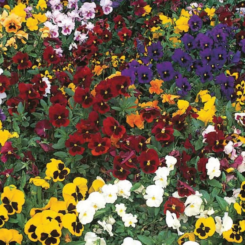gardenersdream162565