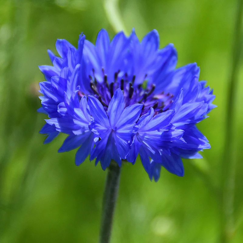 gardenersdream163270