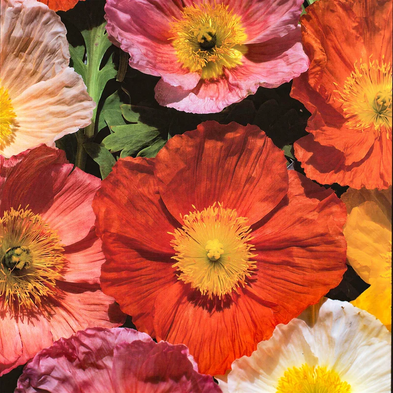 gardenersdream163298