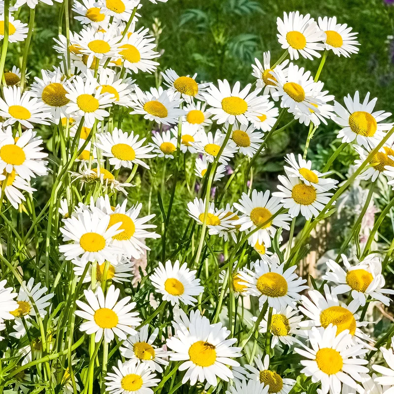 gardenersdream163386