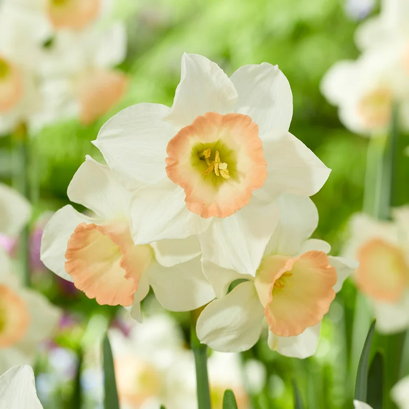 jparkers-3003
