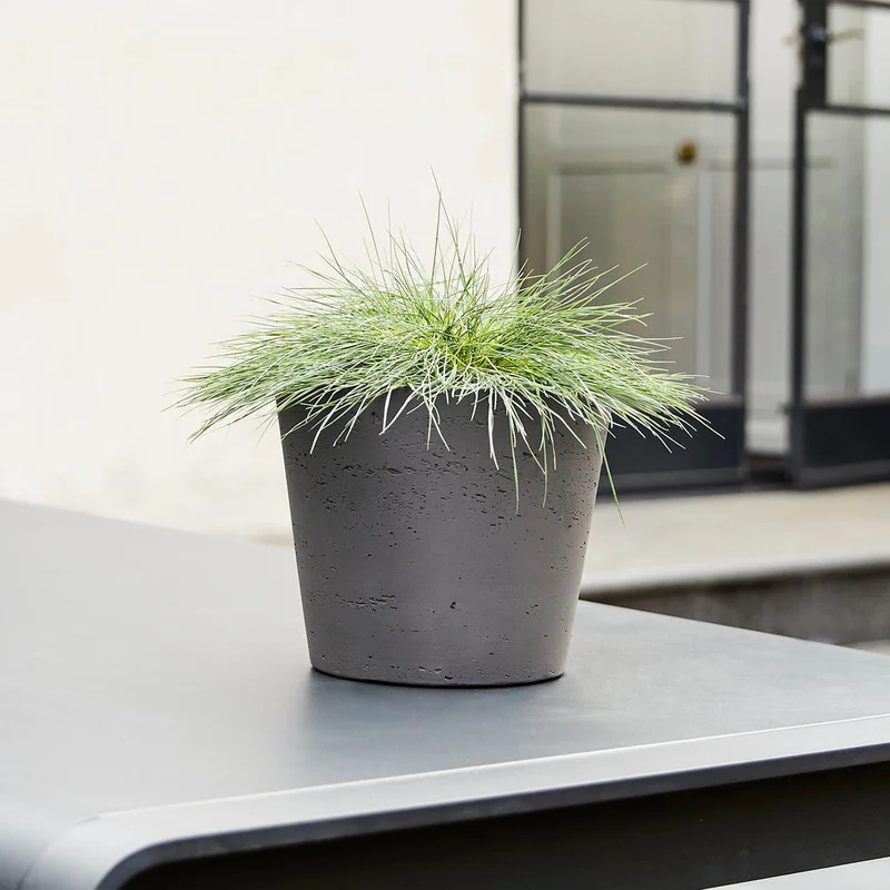 patchplants-338403