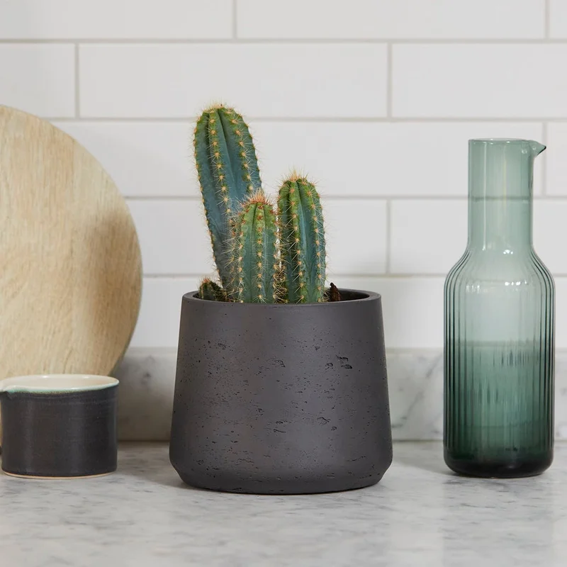 patchplants-338406
