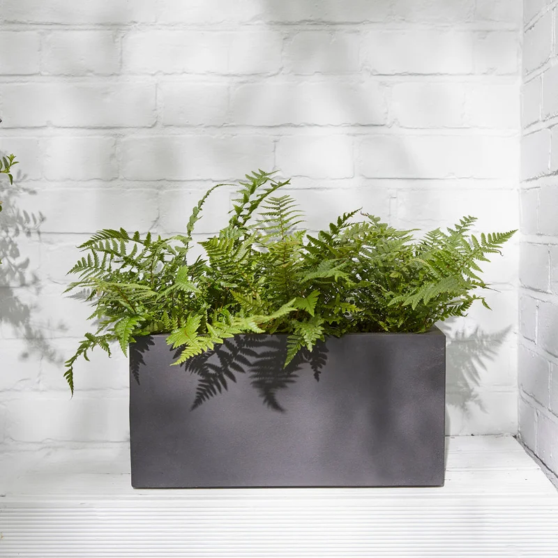 patchplants-338525