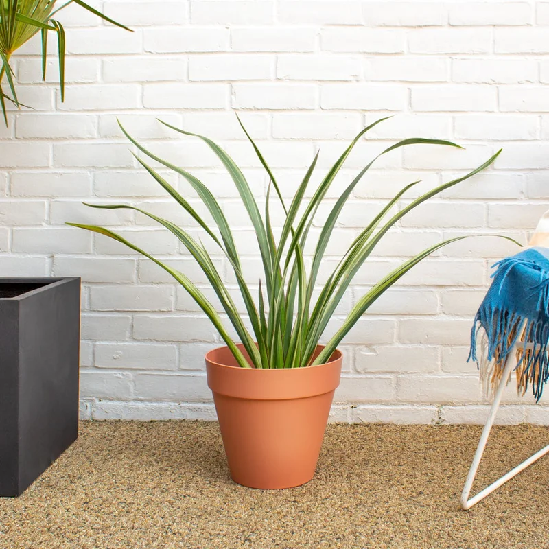 patchplants-338575