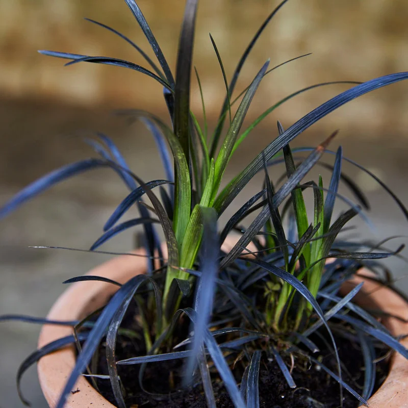 patchplants-338585