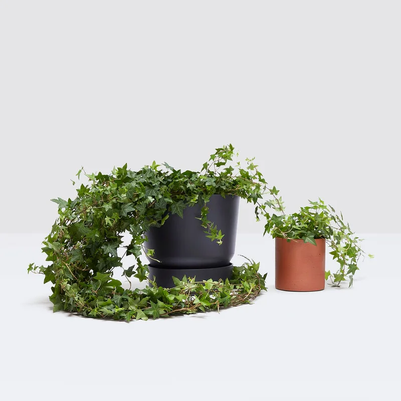 patchplants-338631