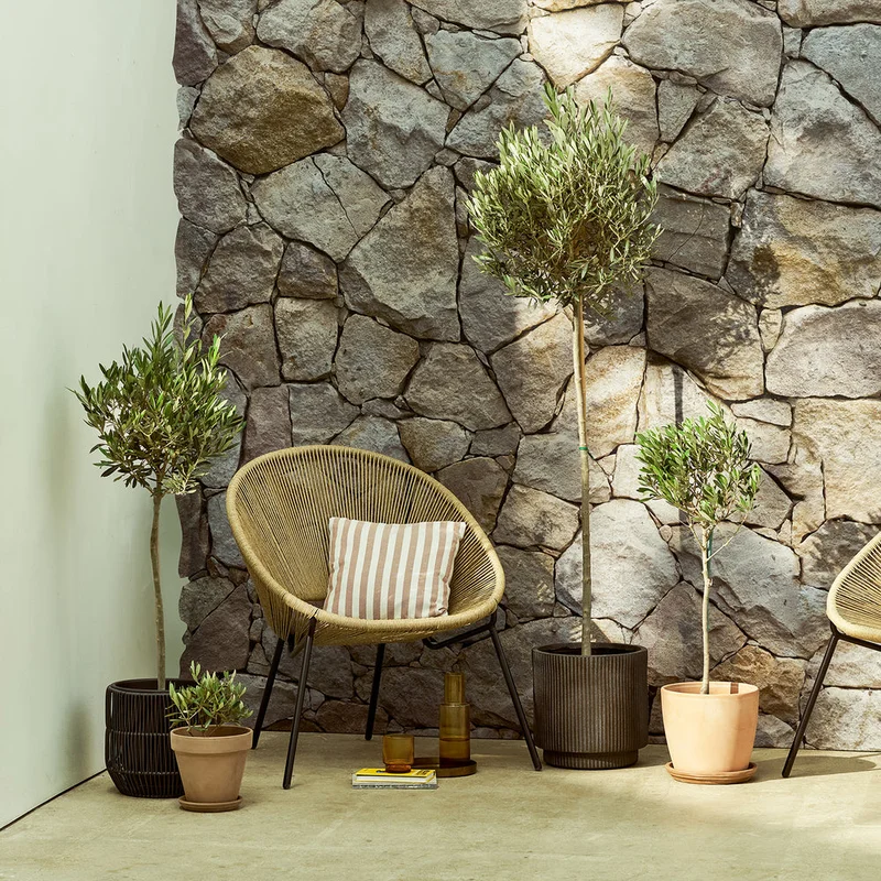 patchplants-338638