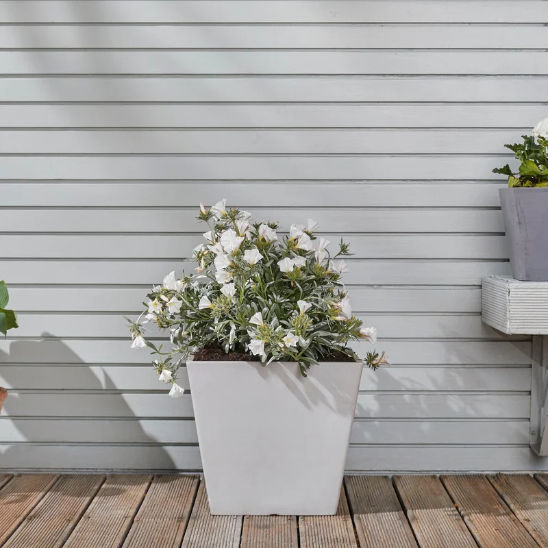 patchplants-338668