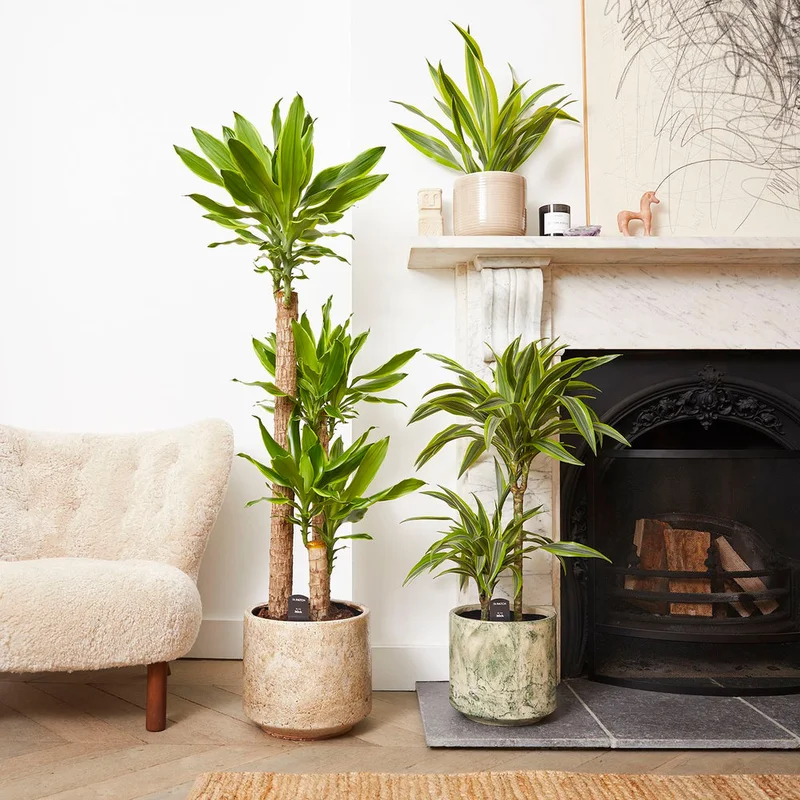 patchplants-338679