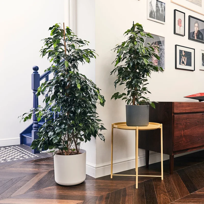 patchplants-338703