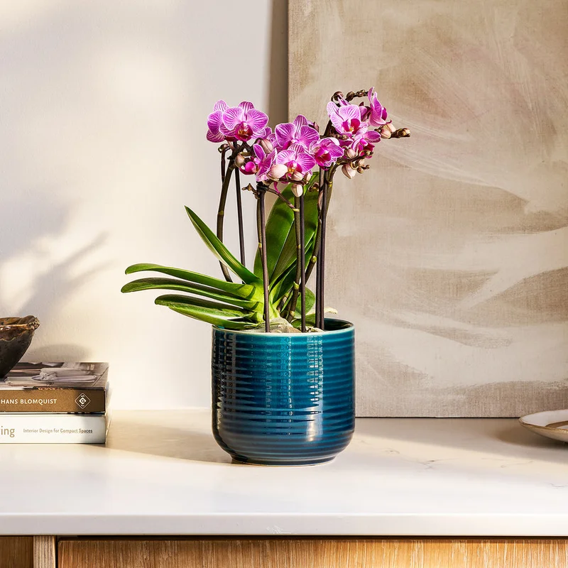 patchplants-338709