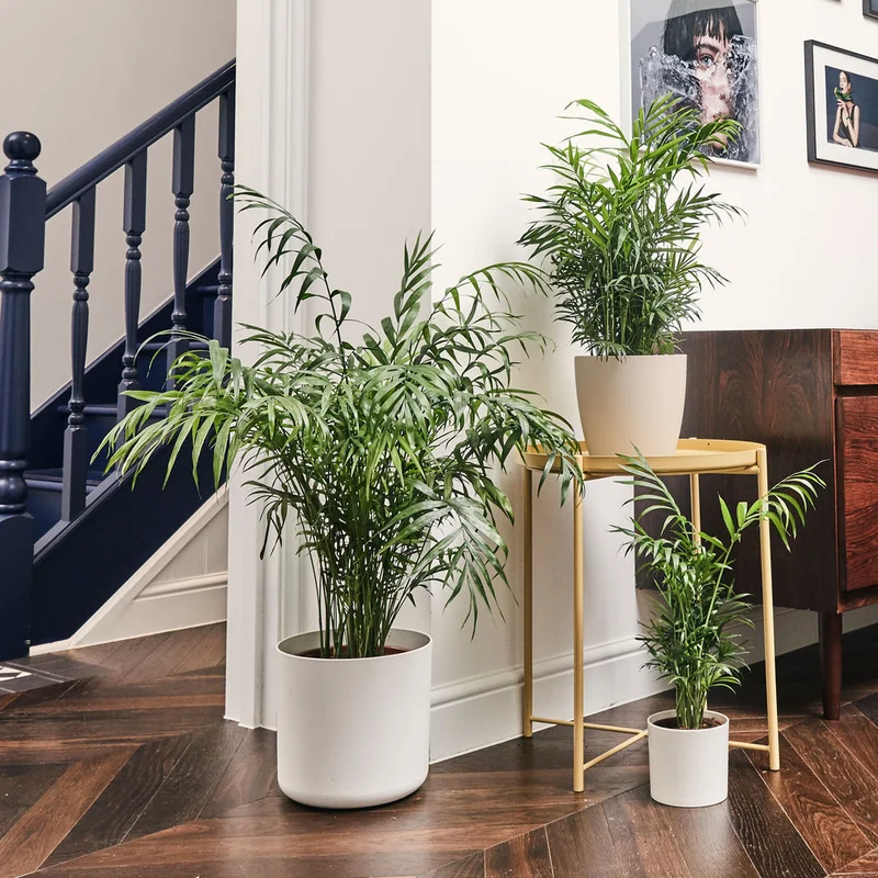 patchplants-338786