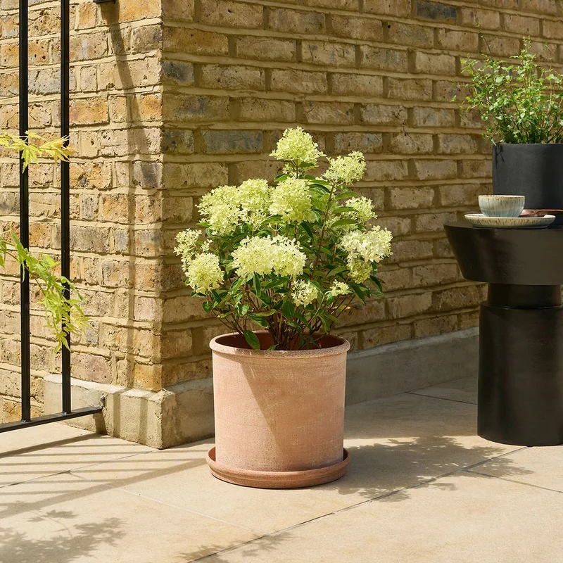 patchplants-338803