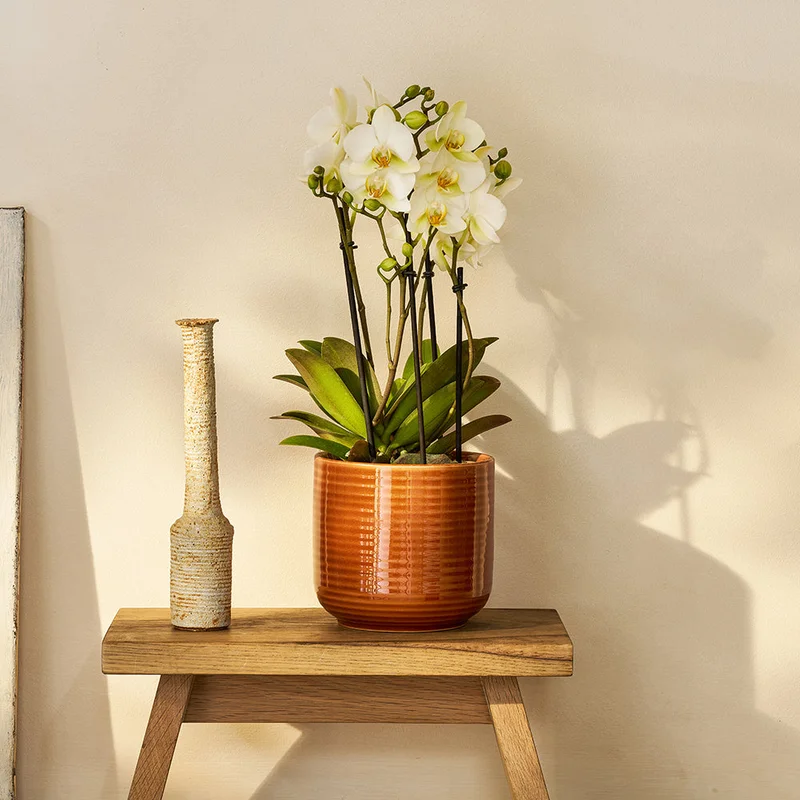 patchplants-338816