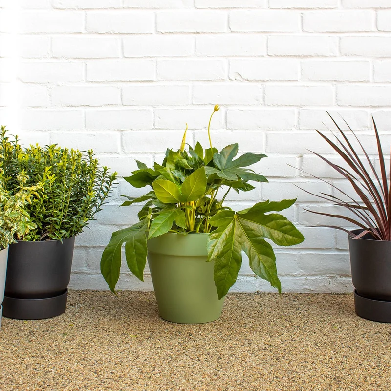patchplants-338844