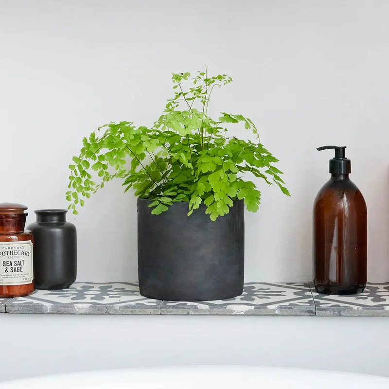 patchplants-338847