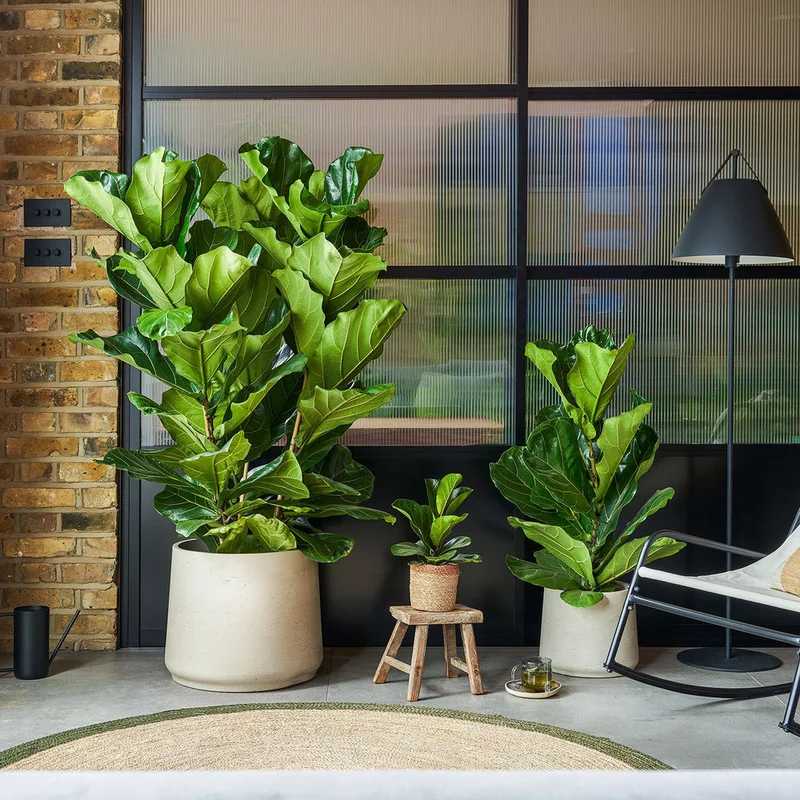 patchplants-338863