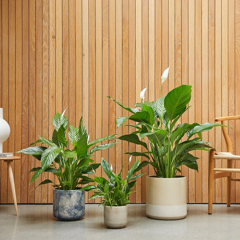 patchplants-338926