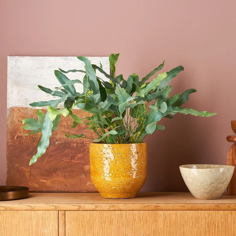 patchplants-338936