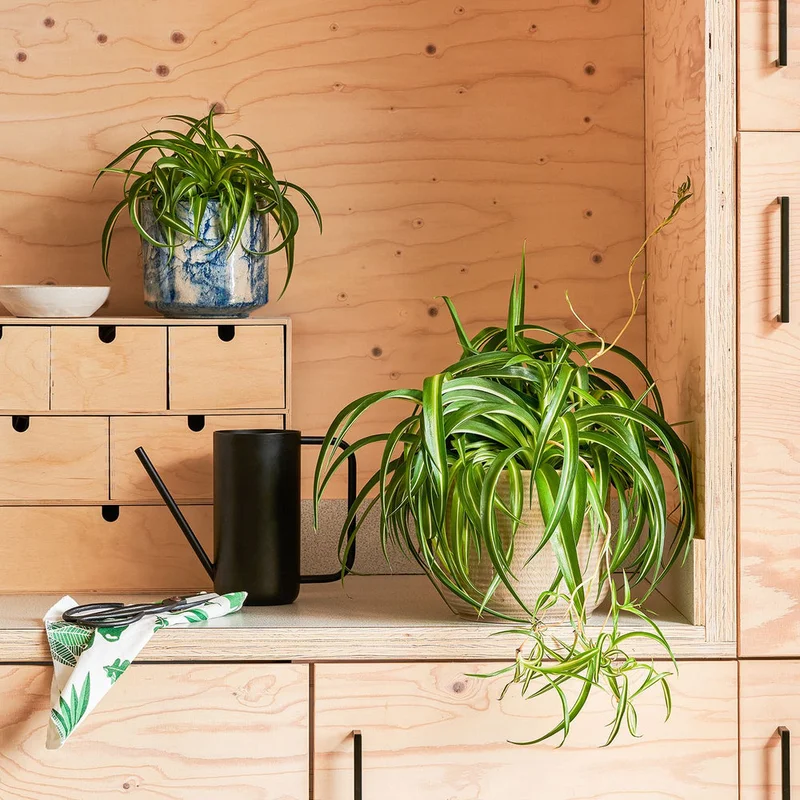 patchplants-339024