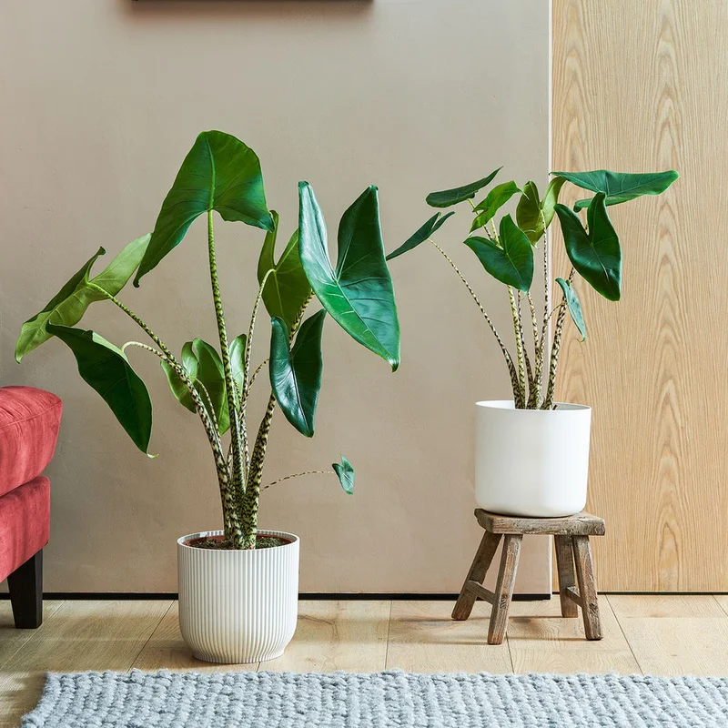 patchplants-339045