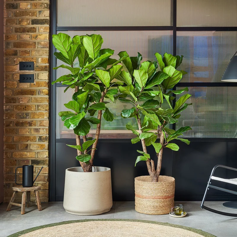 patchplants-339087