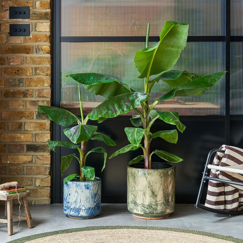 patchplants-339095