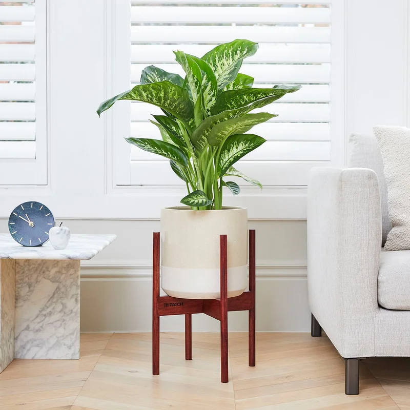 patchplants-339189