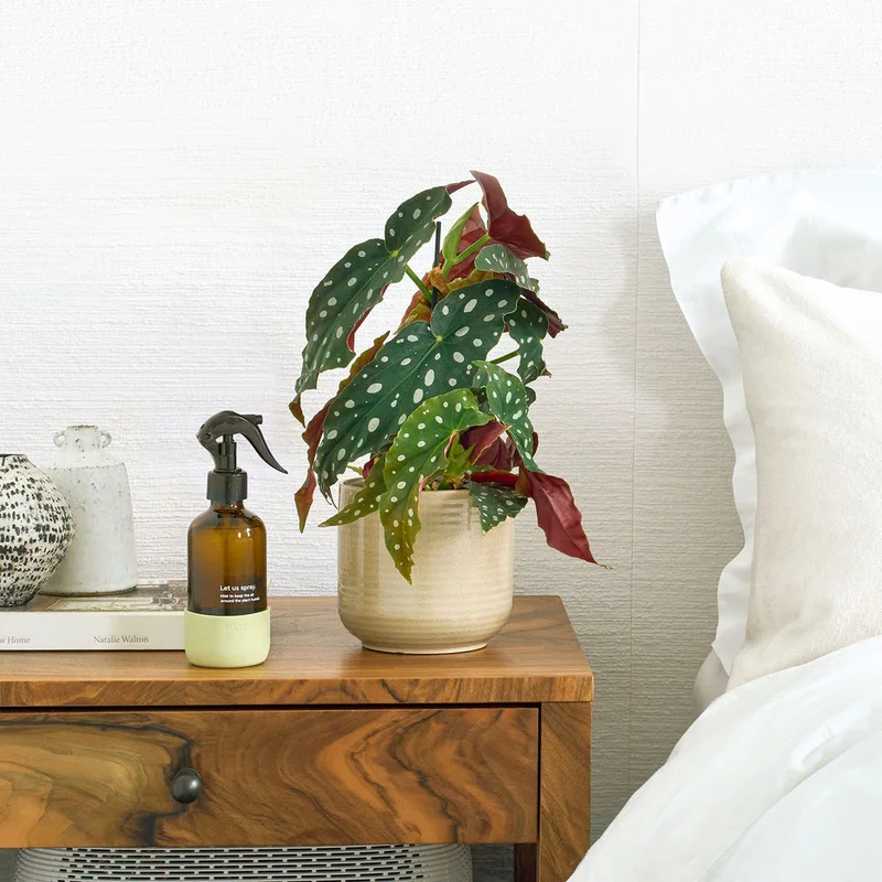patchplants-339201