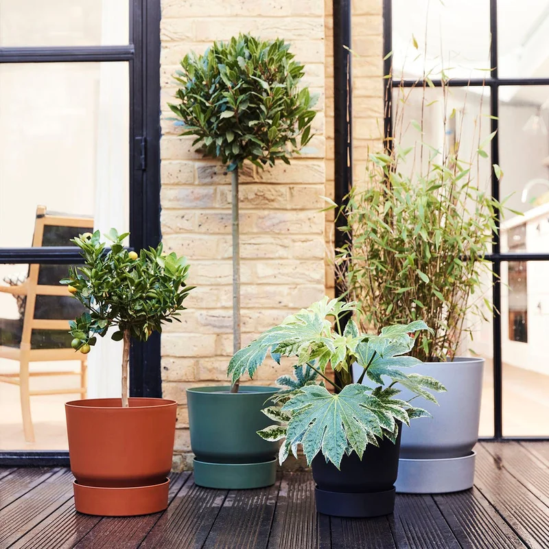 patchplants-339209