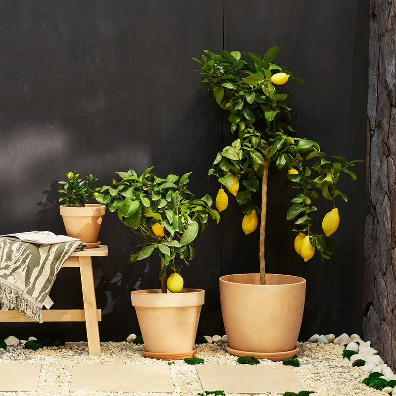 patchplants-339241