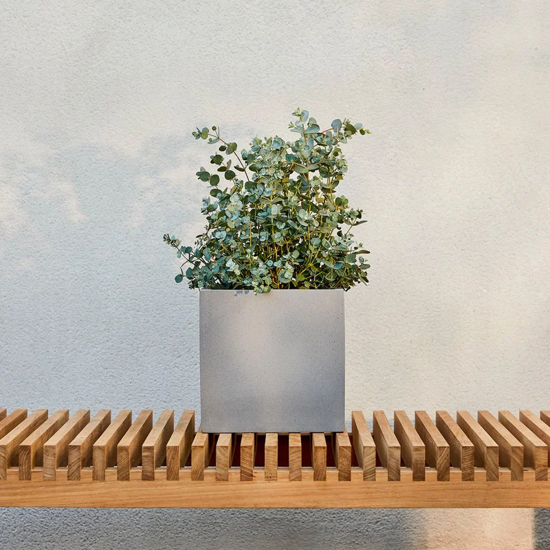 patchplants-339242