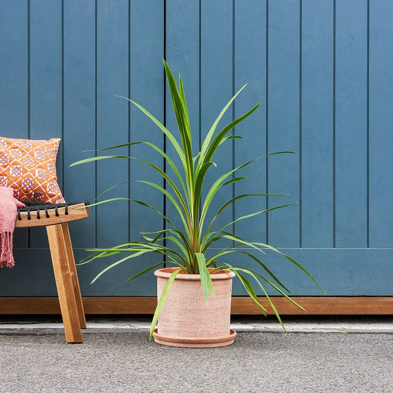 patchplants-339246