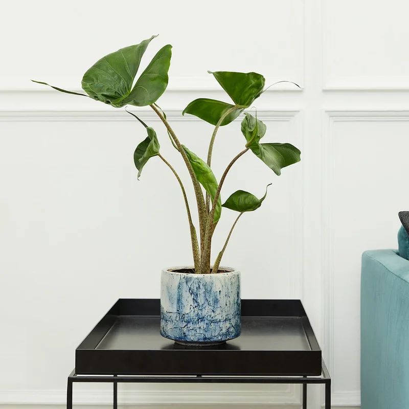 patchplants-339248